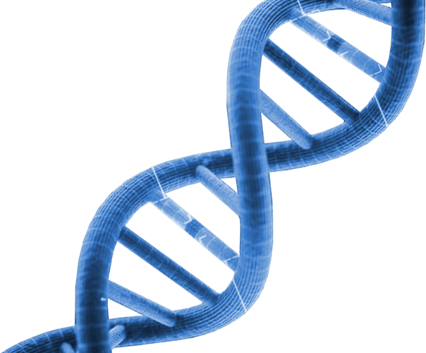 jack_russell_terrier_health_test_dna