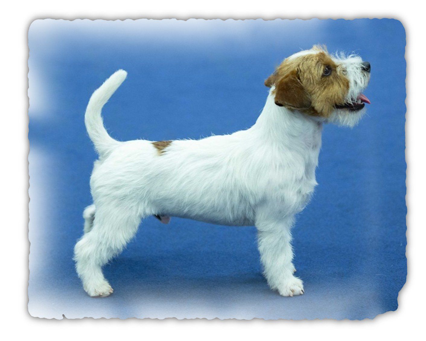 Rembo_jack_russell_terrier_Champion_calavey