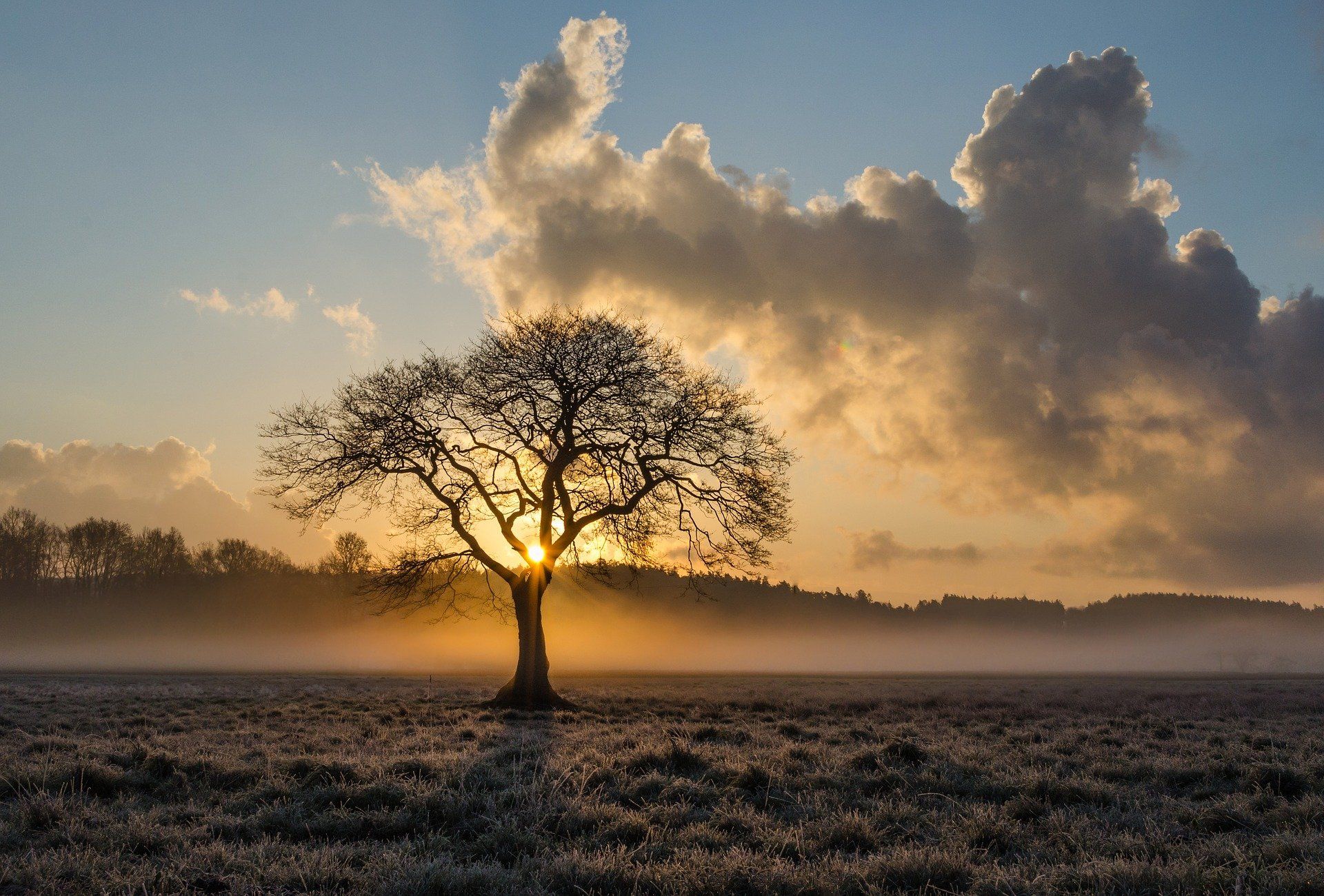 baum-alleinstehend-natur-landschaft-wolken-daemmerung