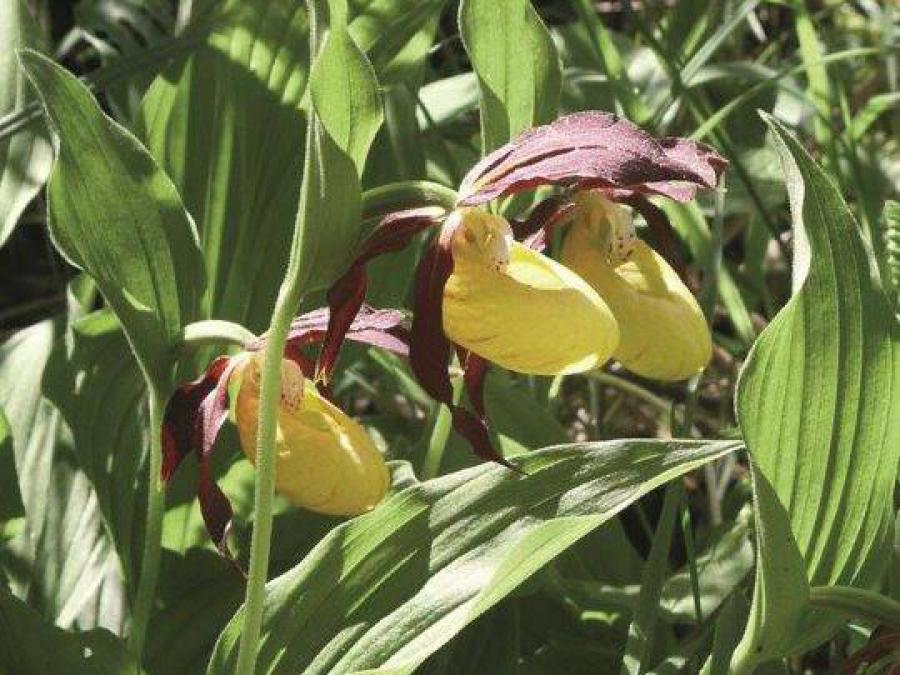 Orchideenpfad