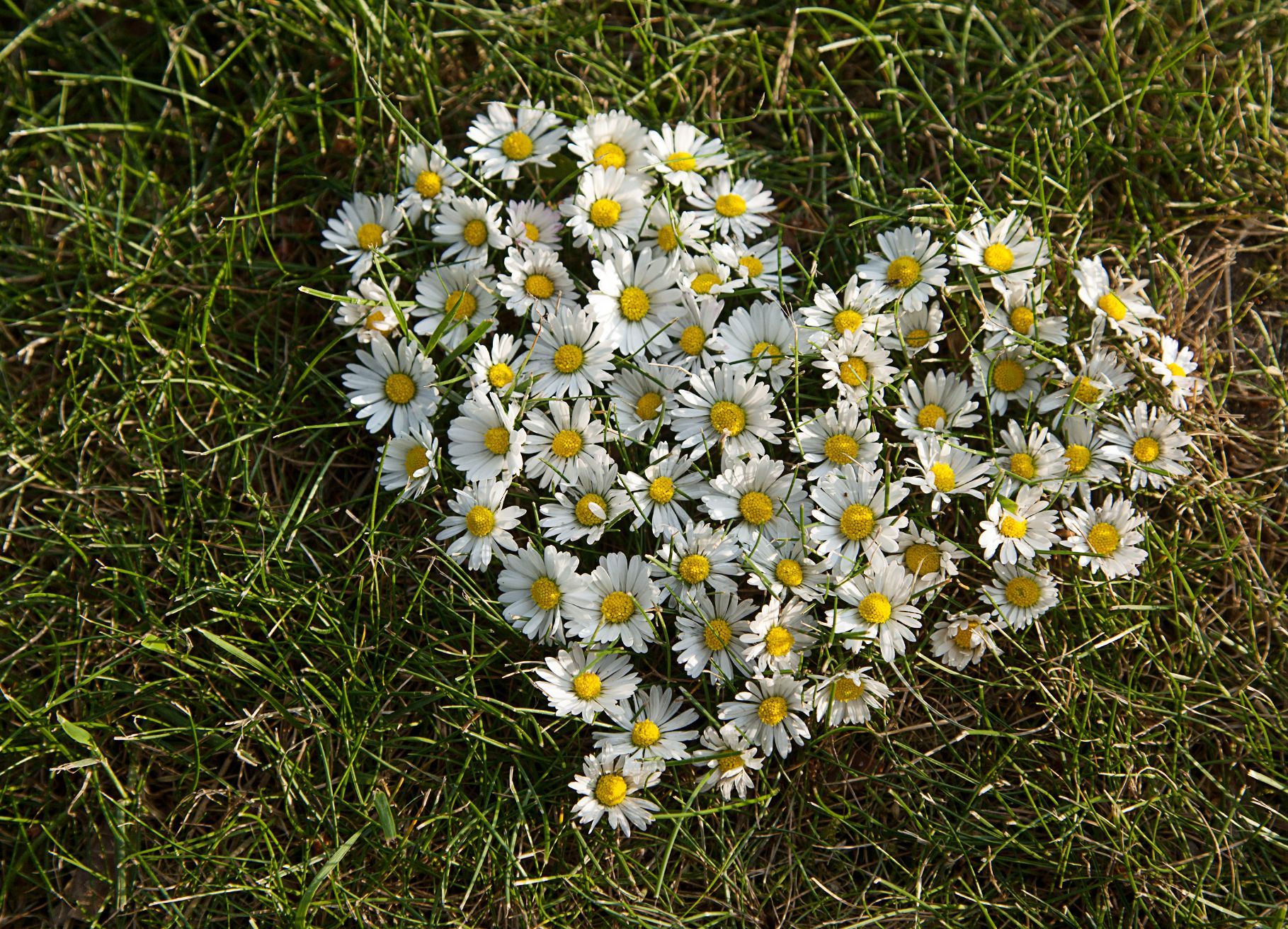Ein Herz aus Gänseblümchen liegt im grünen Gras
