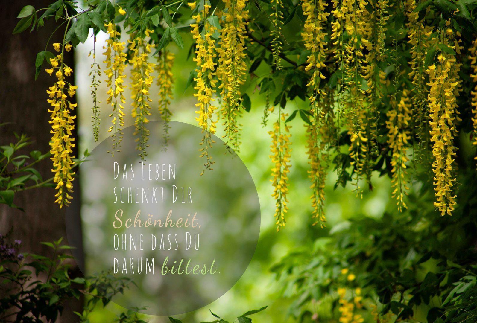 Kalenderblatt mit Goldregen ausKalender 2026 mit Natur- und Blumenmotiven, Wandkalender mit Sprüchen