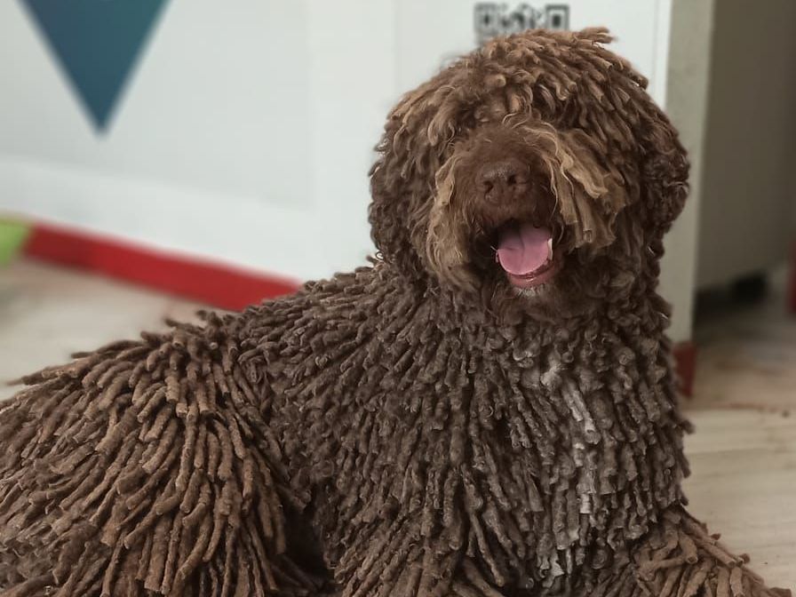 verdades peluquería canina