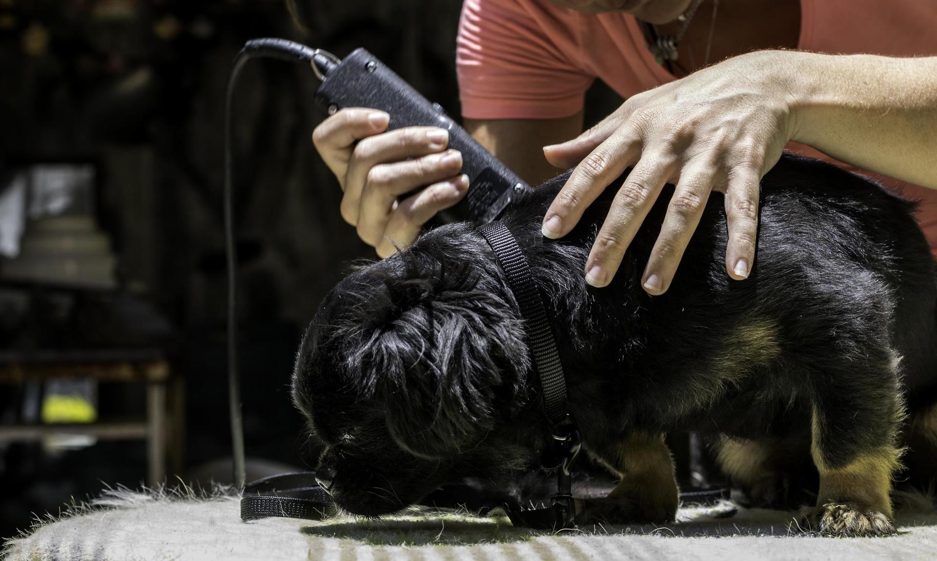 4. UTILICE TÉCNICAS GENTILES DE MANEJO DEL PERRO