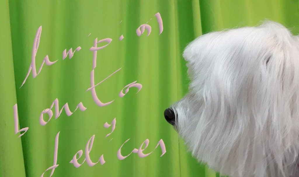 el bienestar en la peluquería de mascotas