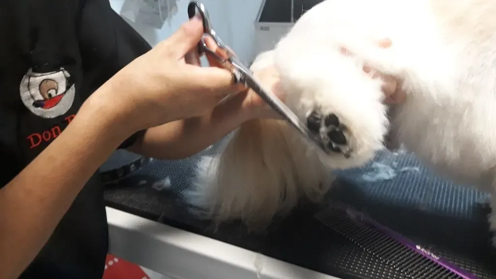 Perro sin nombre? perro