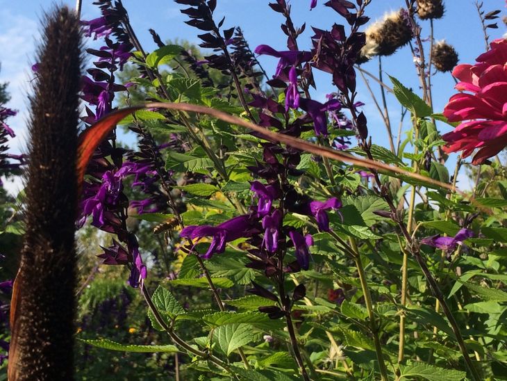 Salvia - Insektenfreundliche Bepflanzung