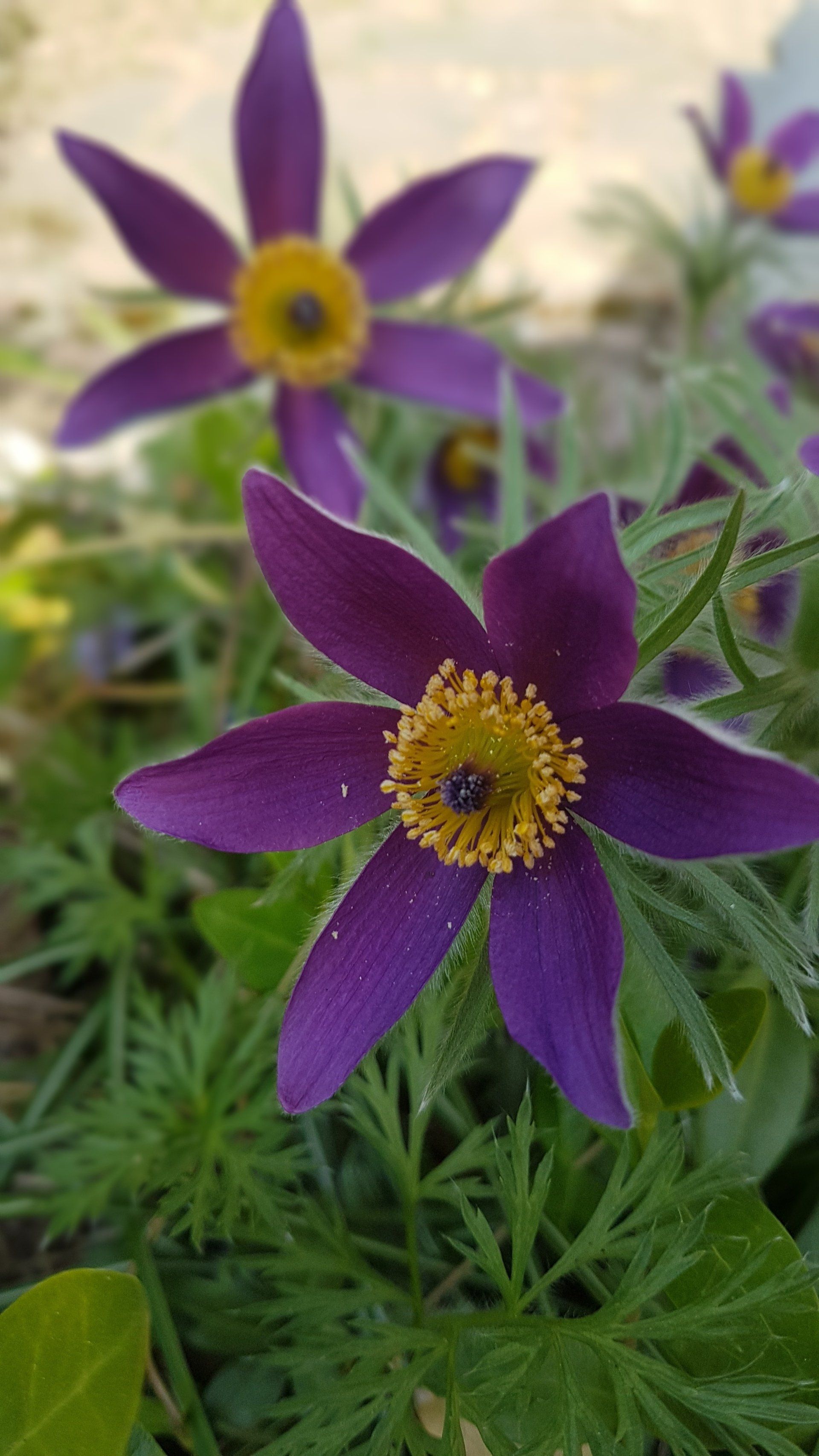 Heilende Natur-Natur als Therapie