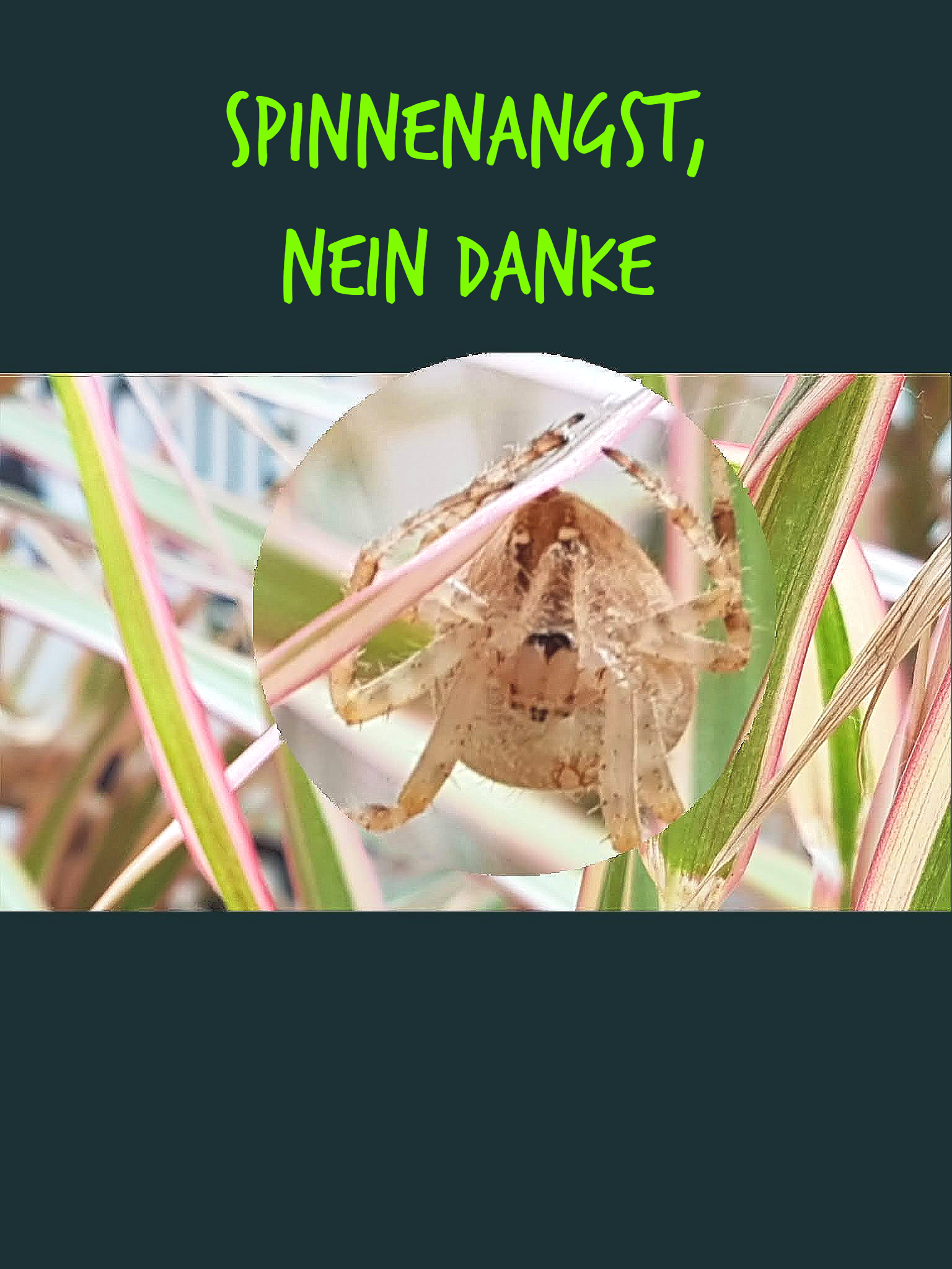 Keine Angst vor Spinnen