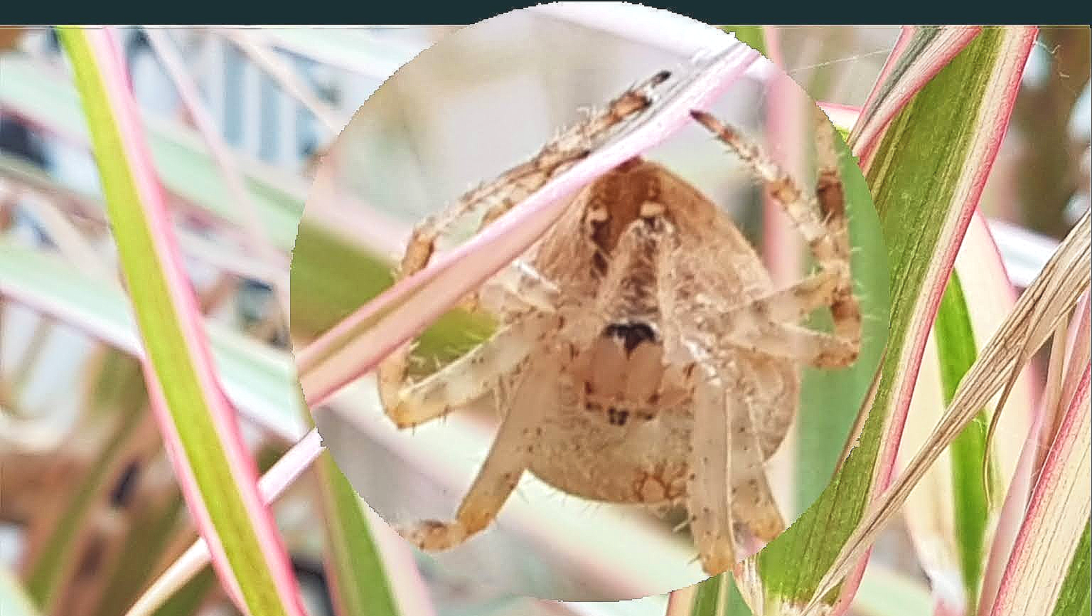 Wege aus der Spinnen Phobie. Leben ohne Angst vor Spinnen