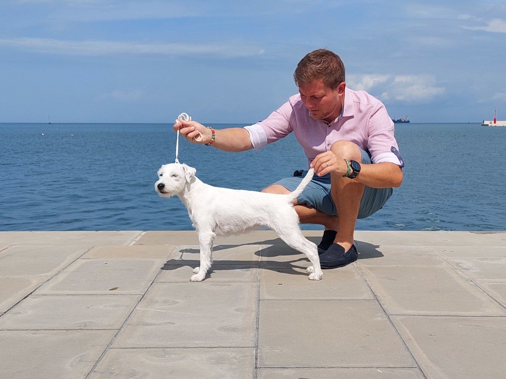 Ksandi Equus in Koper, Slowenien am Hafen