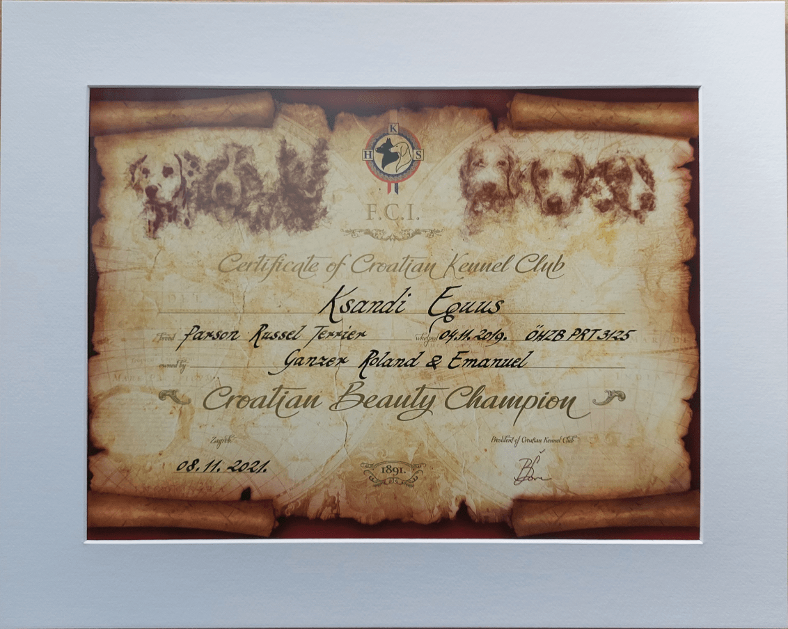 Ksandi Equus Urkunde des kroatischen Schönheits Champion