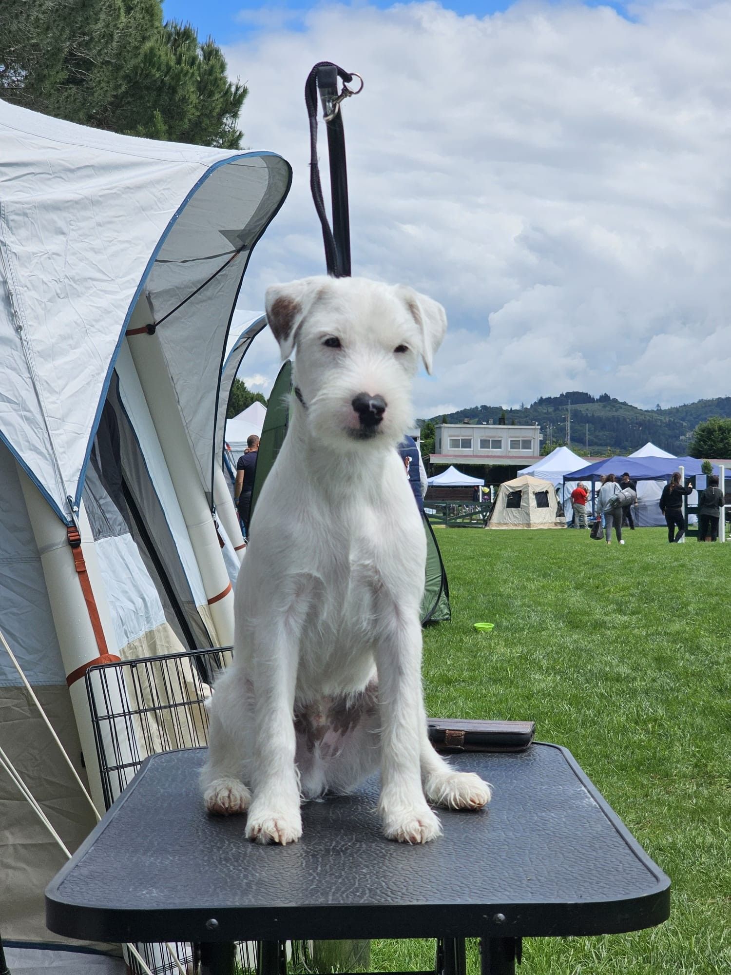 Parson Russell Terrier Fortune Cookie of Green Spirits sitzt auf einem Trimmtisch auf der Toscana Winner Show 2025
