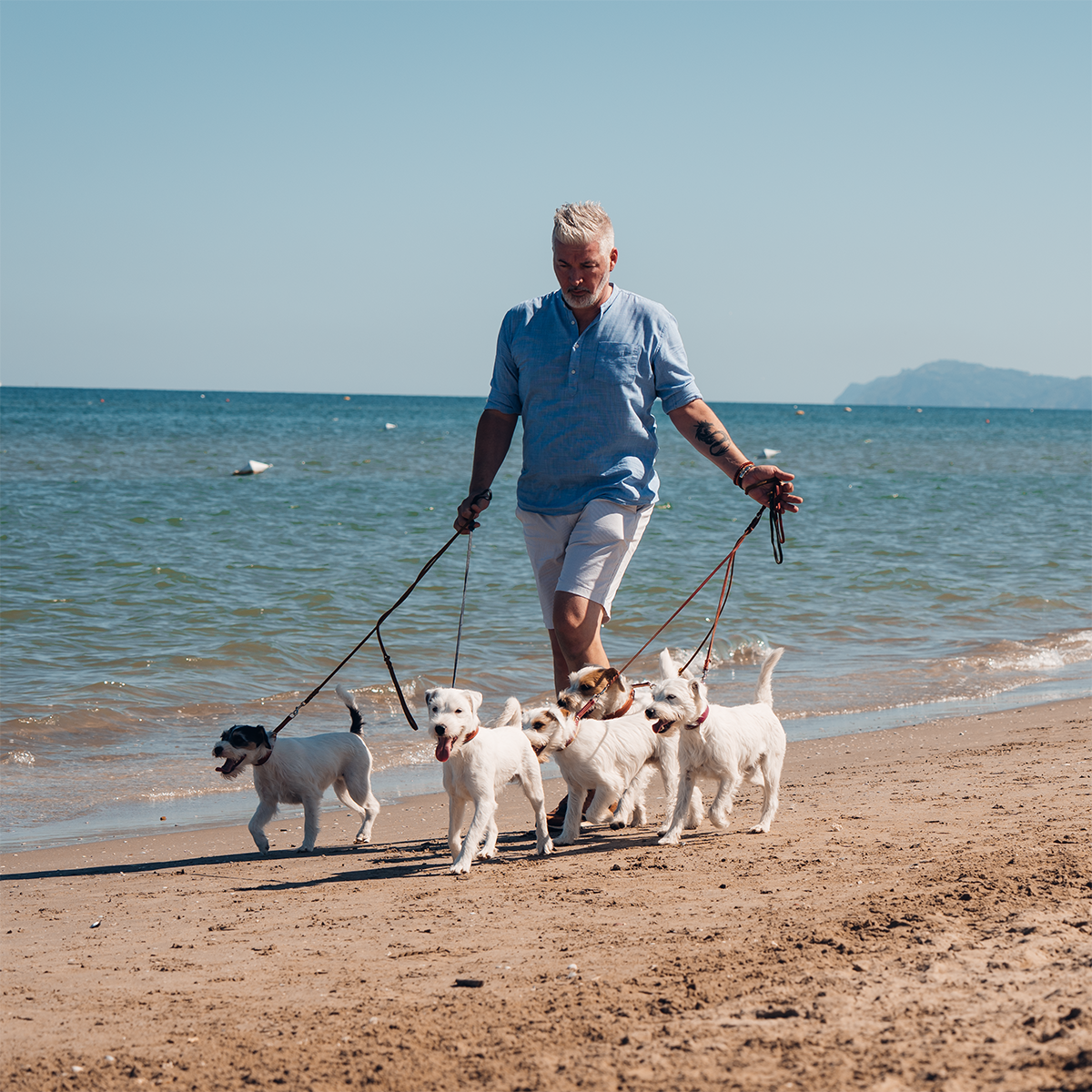 Parson Russell Terrier Zucht Of Green Spirits entspannt mit Ihren Multi Champions in Rimini , mit Züchter Emanuel Ganzer