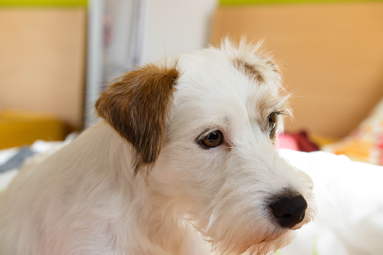 Fanni überwachte das Geschehen