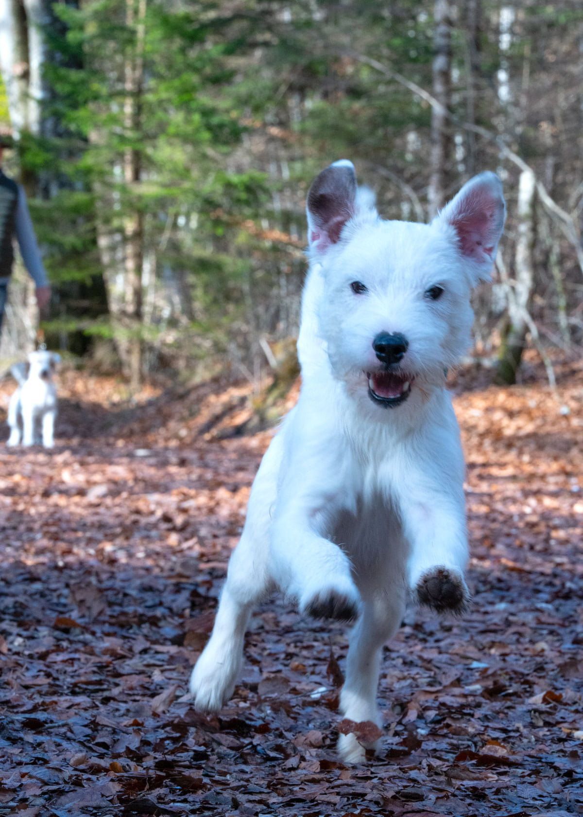 lustiger parson Russell Terrier - Fortune Cookie of Green Spirits