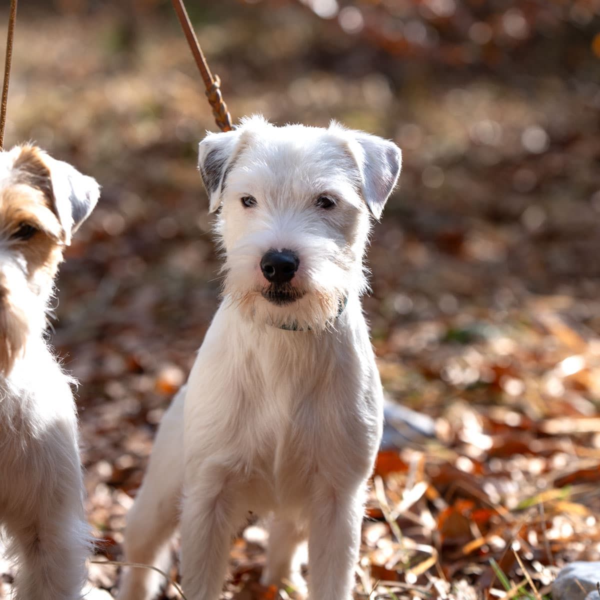 Parson Russell Terrier schaut interessiert - Fortune Cookie of Green Spirits