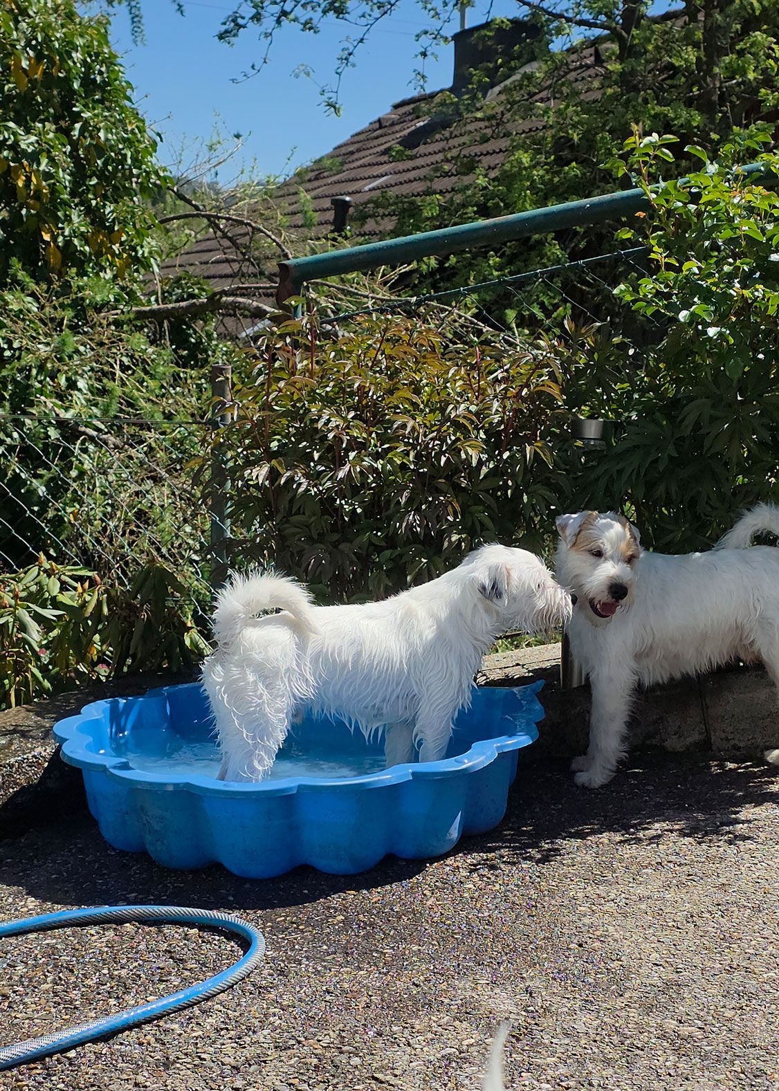 2 Terrier Rüden beim Baden in einer blauen Bademuschel