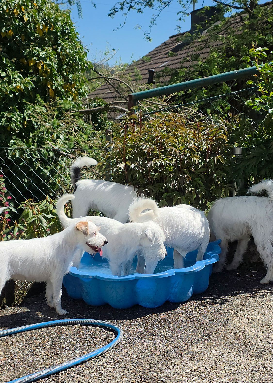 5 Parson Russell Terrier beim baden