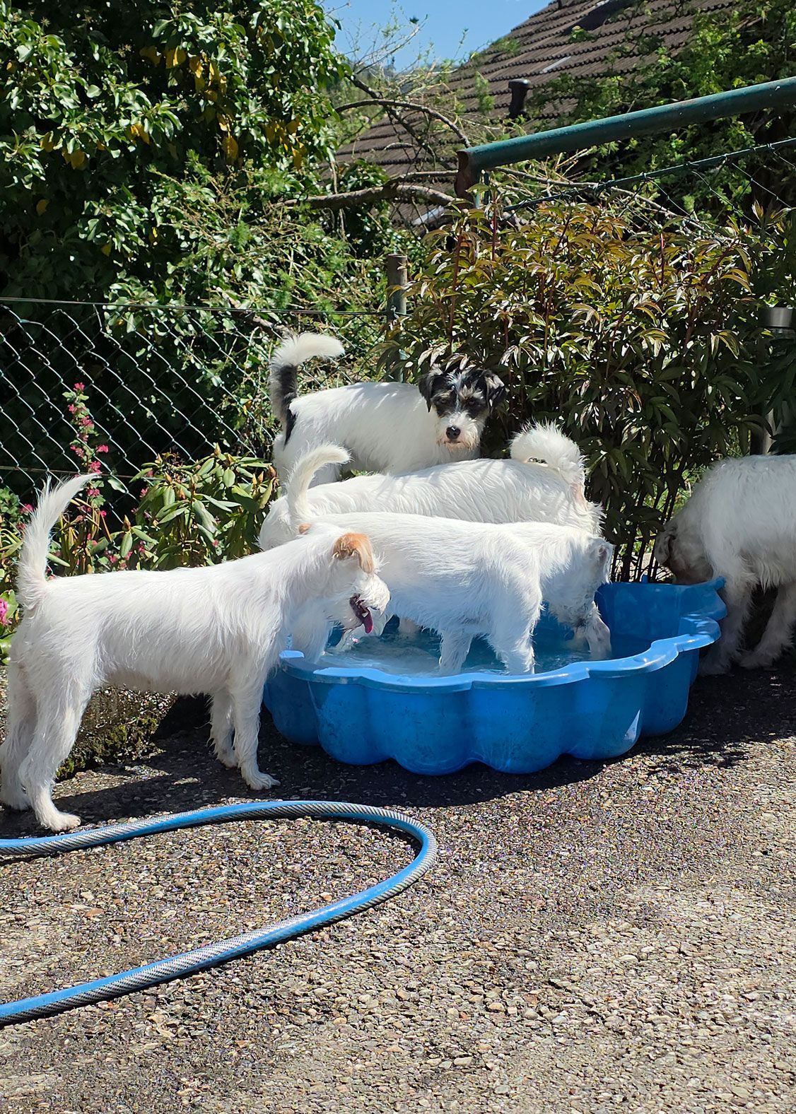 4 weiße Terrier toben im Wasserbecken