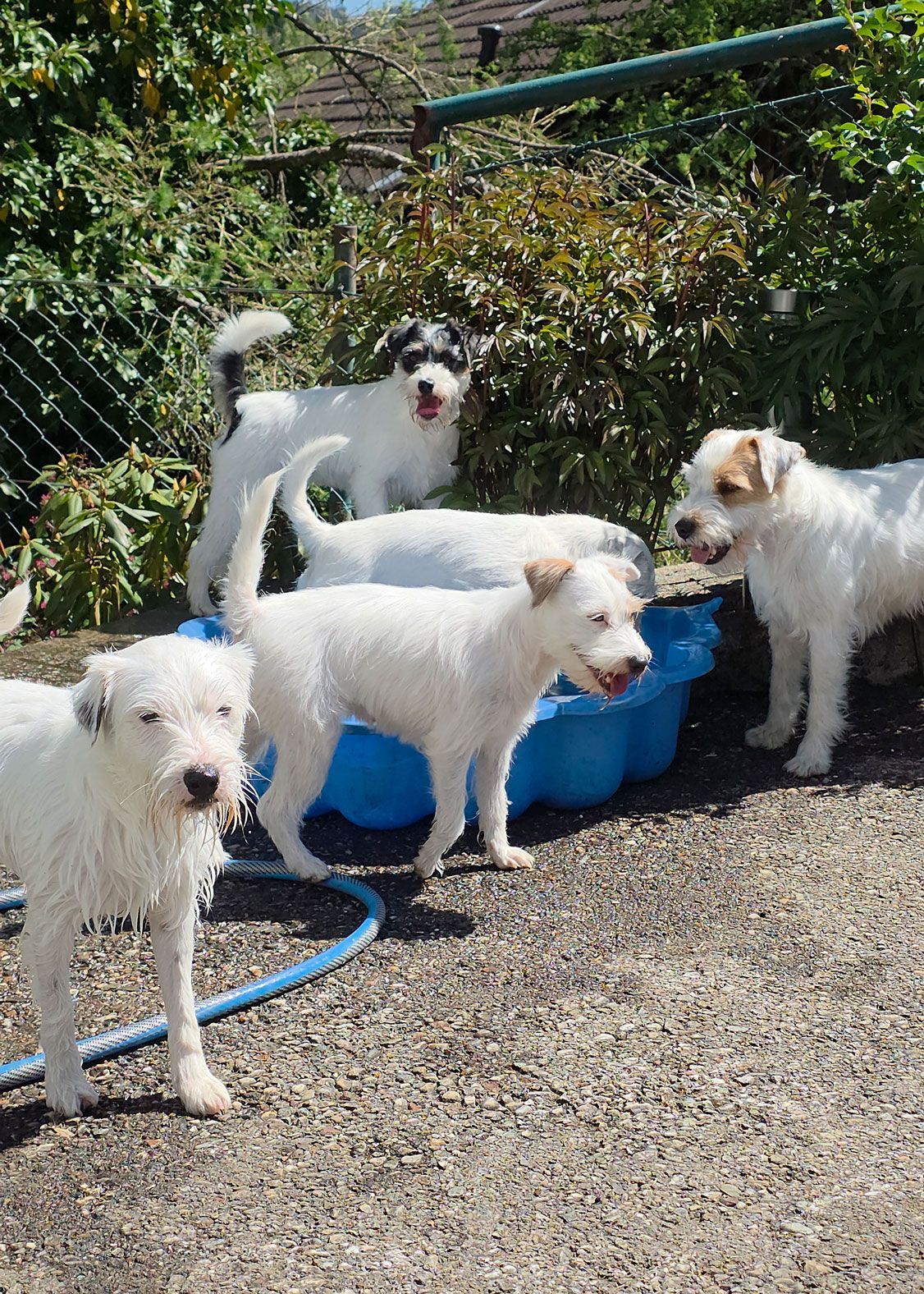 5 Parson Russell Terrier erfreuen sich an einer Bademuschel