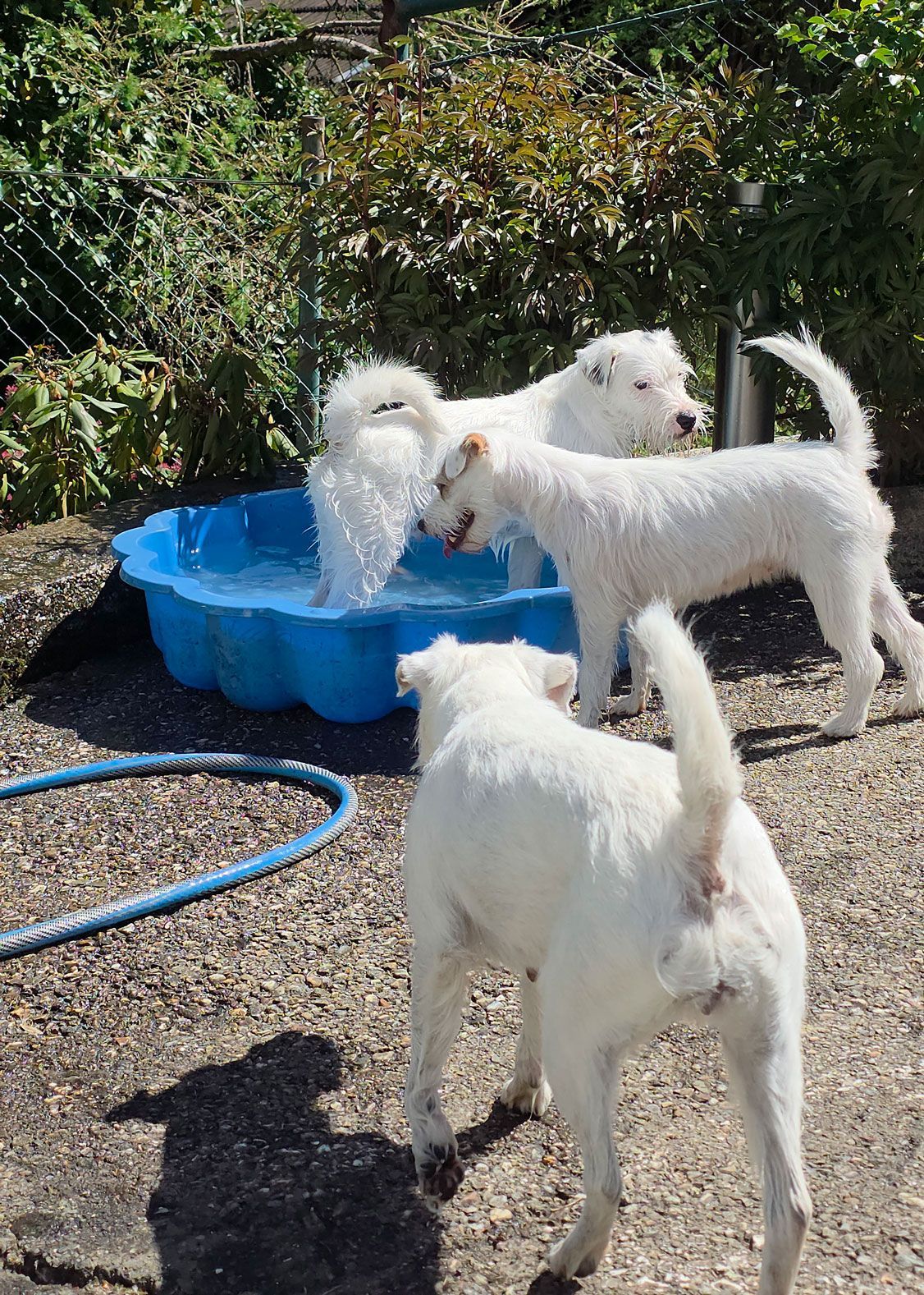 3 weiße Hunde erfreuen sich an einer blauen Bademuschel