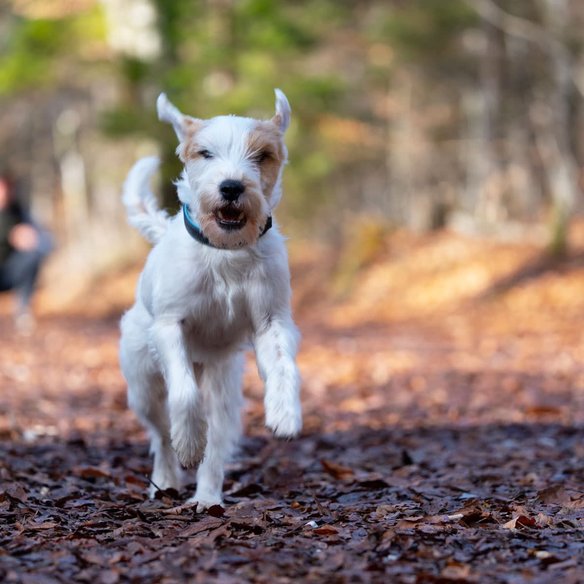 Parson Russell Terrier läuft frei durch den Wald und hat sichtlich Spaß