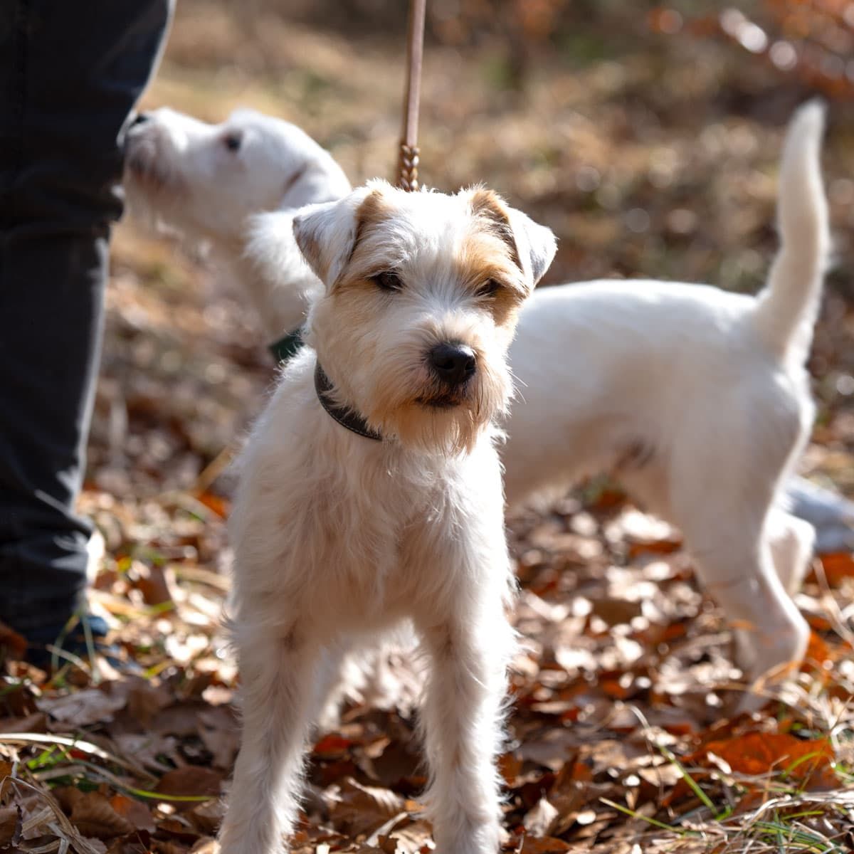 ein weiß-brauner Terrier im Wald im Hintergrund ein weiterer