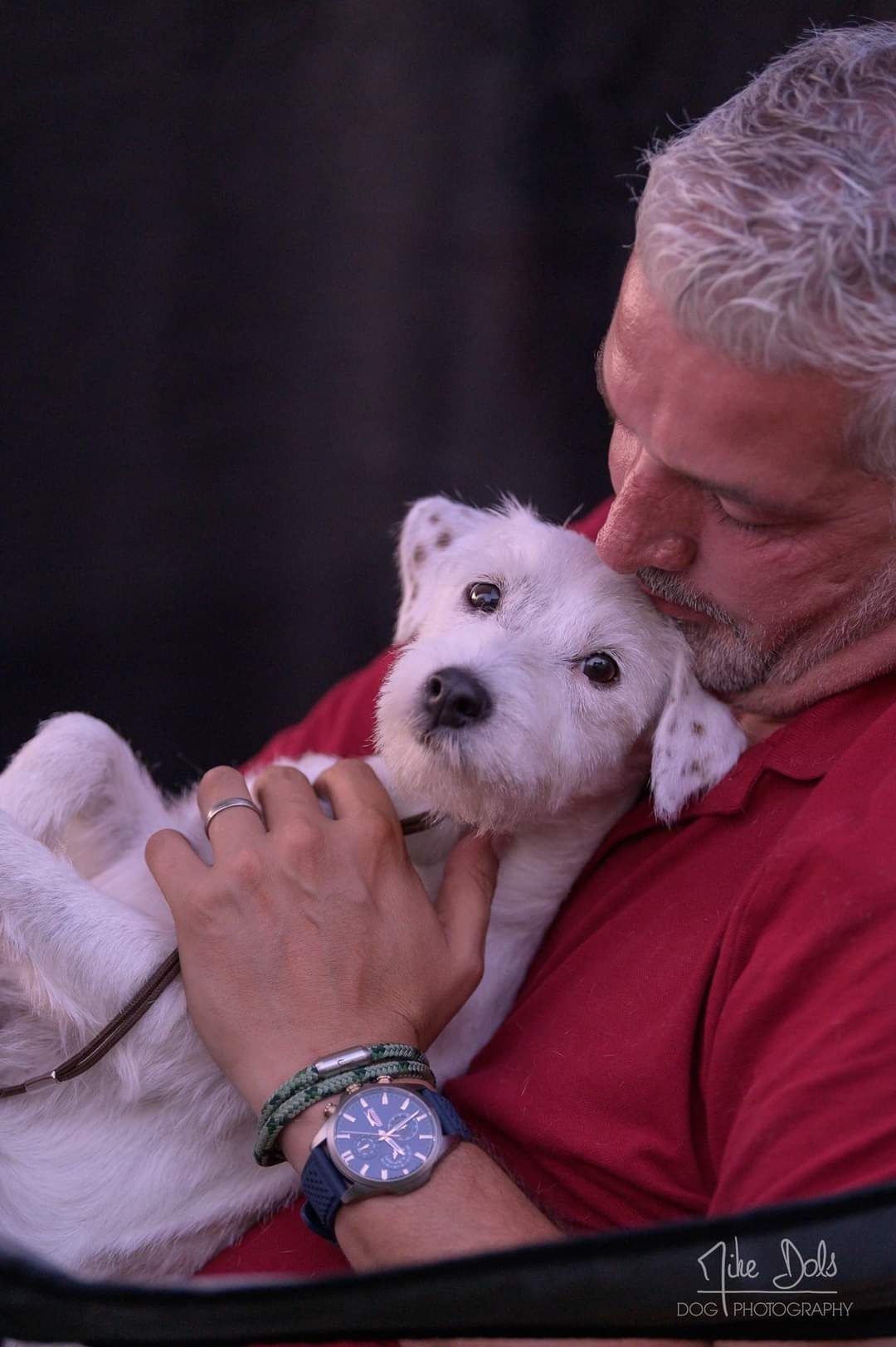 Parson Russell Terrier liegt in den armen des Halters