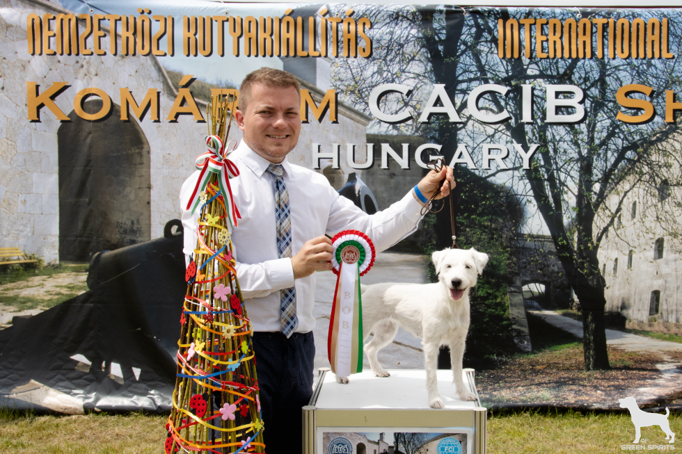 Ksandi Equus mit ihrer BOB (best of breed) Rosette in Komarom, Ungarn