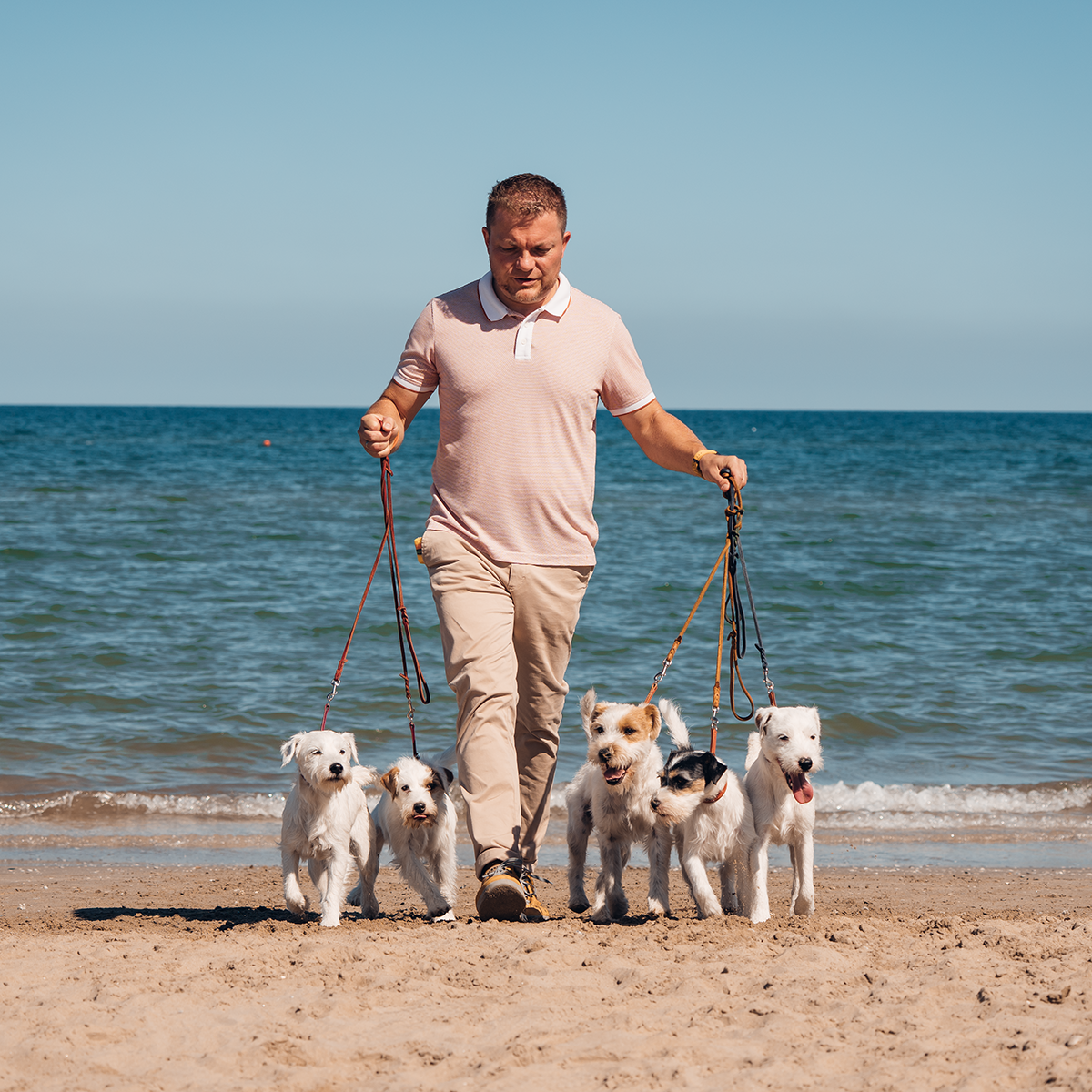 Parson Russell Terrier Zucht Of Green Spirits entspannt mit Ihren Multi Champions in Rimini, mit Züchter Roland Ganzer