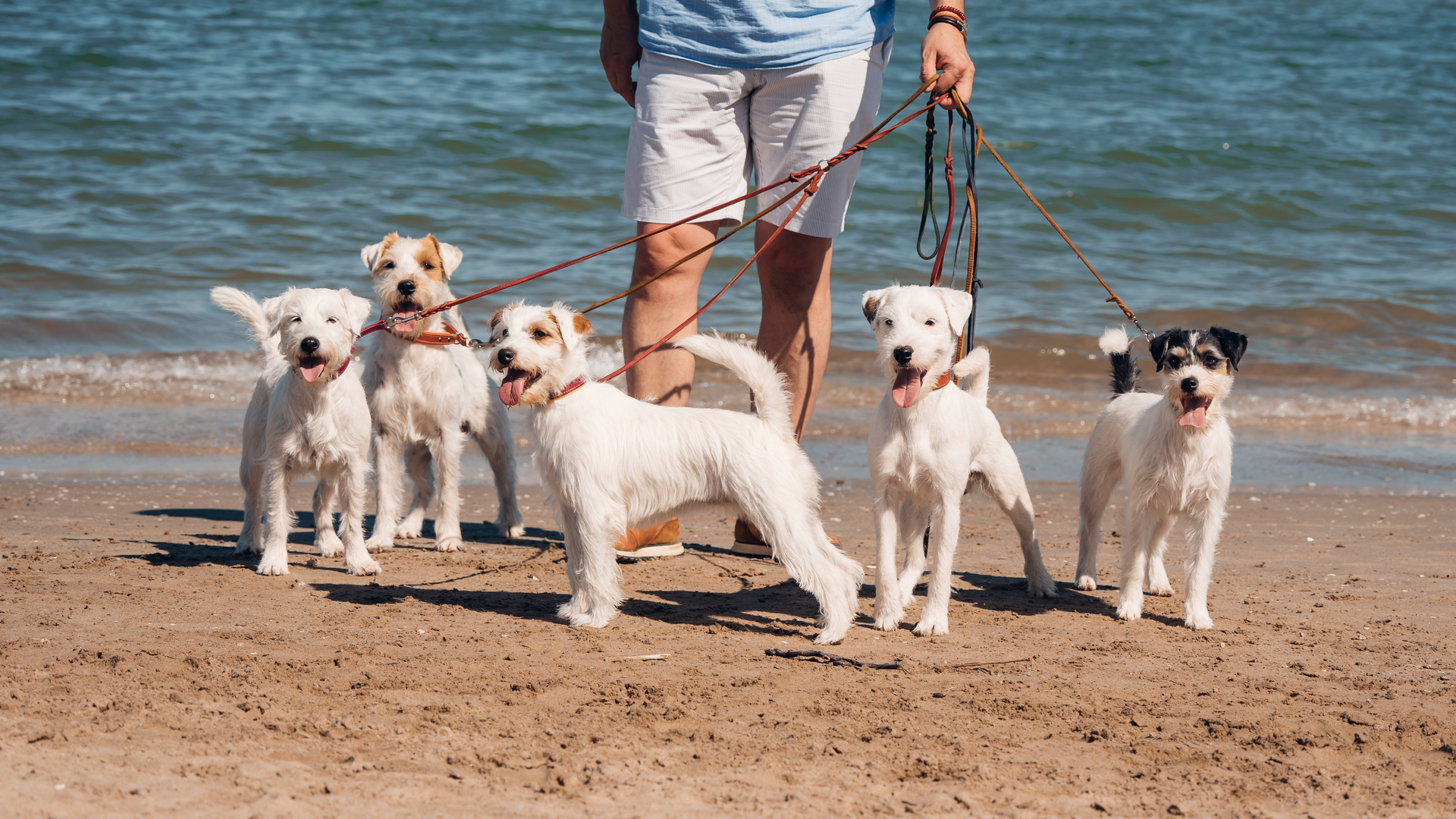 Rudel von of Green Spirits am Strand in Rimini mit Züchter im Hintergrund
