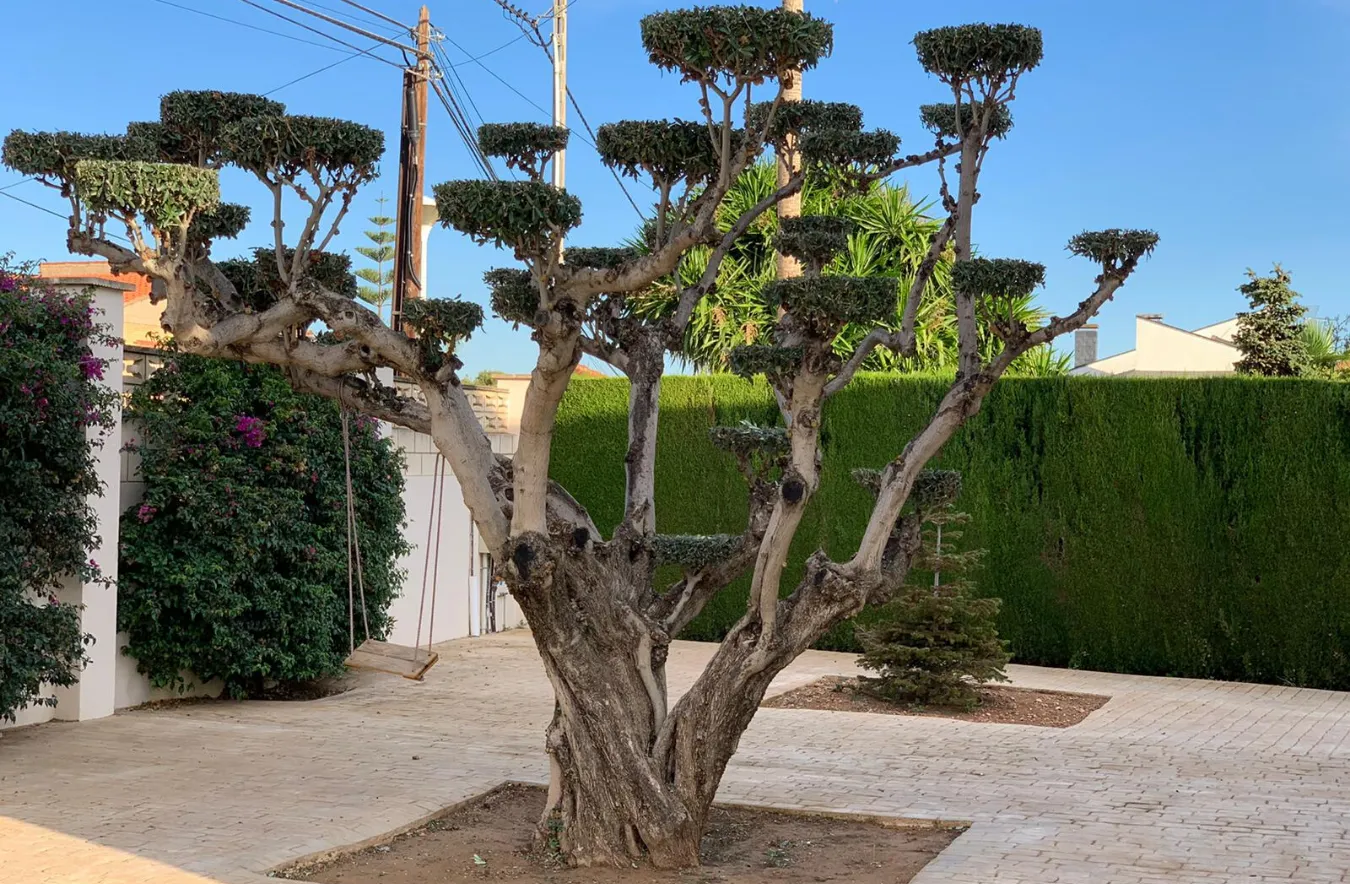 Mantenimiento de olivo