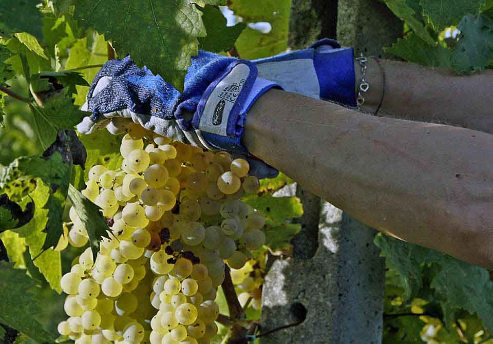 Toskana Weinlese