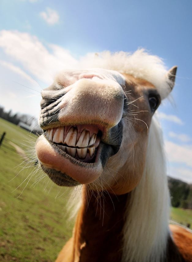 Pferd zeigt Zähne als Sinnbild für Stutenbissigkeit