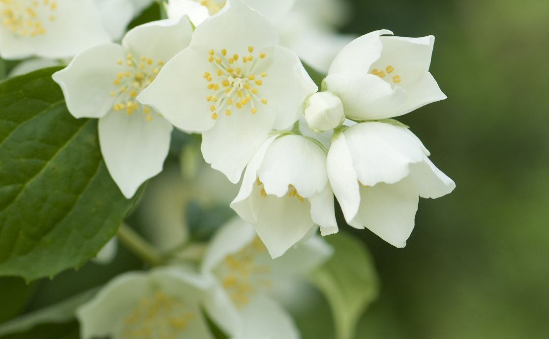 Mercy hospitals st. louis, cheapest st. louis cremation, affordable cremation in St. Louis