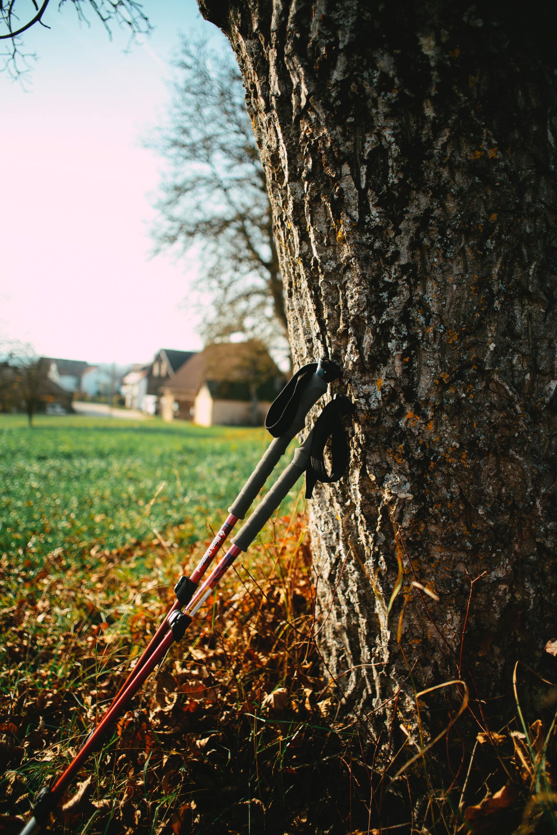 Walkingstoecke lehnen an Baumstamm
