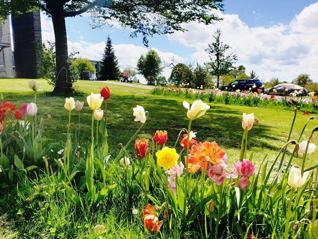 Bluehende Tulpen auf dem Gelände des Fuerstlichen Golf- und Natur-Resorts Bad Waldsee
