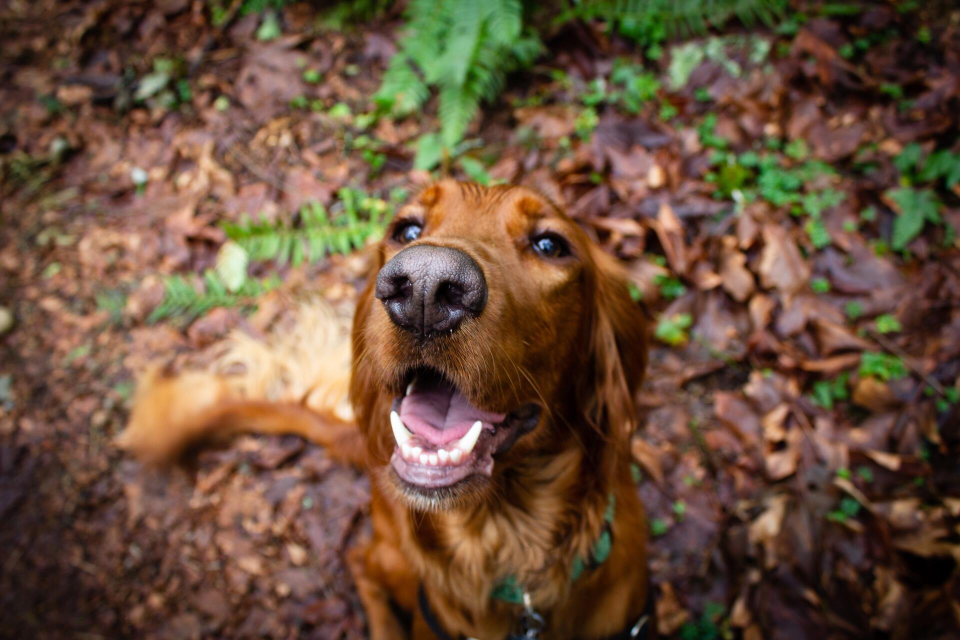 Fuerstlicher Stellplatz Bad Waldsee Hunde willkommen