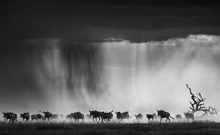 dramatic monochrome photograph of running wildebeest in rainstorm by David Yarrow