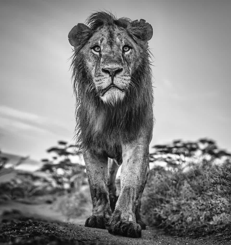 close up photograph of male lion in the wild by David Yarrow