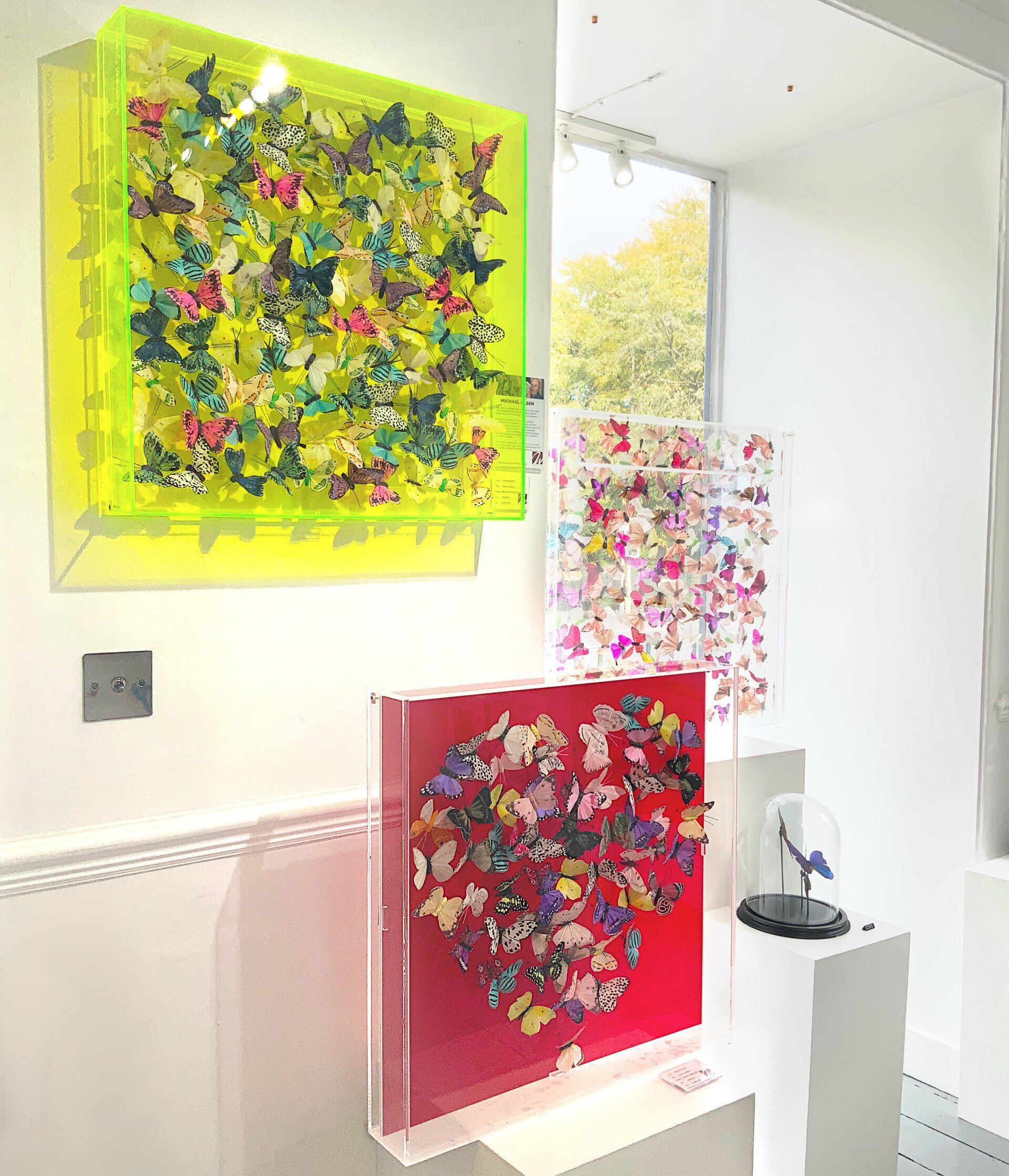 Butterfly artwork in acrylic boxes by Michael Olsen available to buy at Watson Gallery Edinburgh