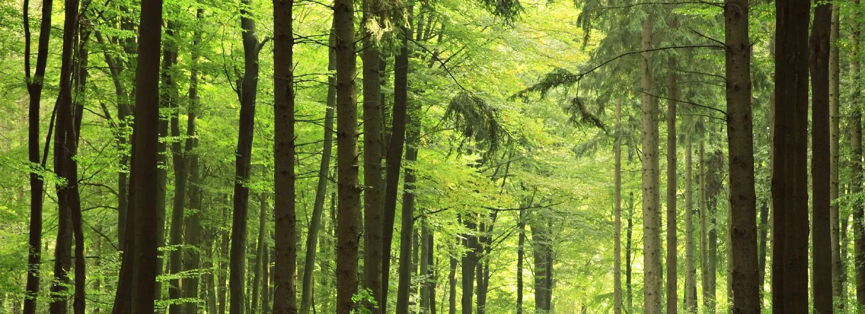 Waldbaden mit Qigong mit Thomas Übelacker Im Wald die Waldstimmung genießen beim Waldbaden mit Qigong mit Thomas Übelacker im Wald bei Nürnberg, Wendelstein und Fürth