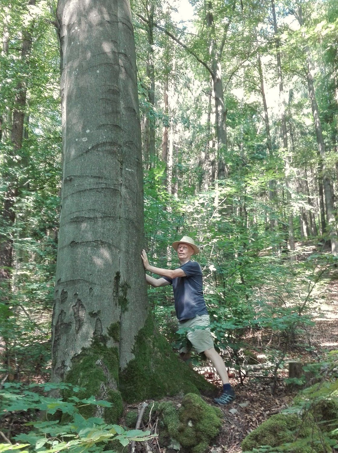 Thomas Übelacker beim Waldbaden - Berührung einer großen Buche Thomas Übelacker beim Waldbaden bei Nürnberg - Mann berührt eine große Buche mit den Händen im Sommer