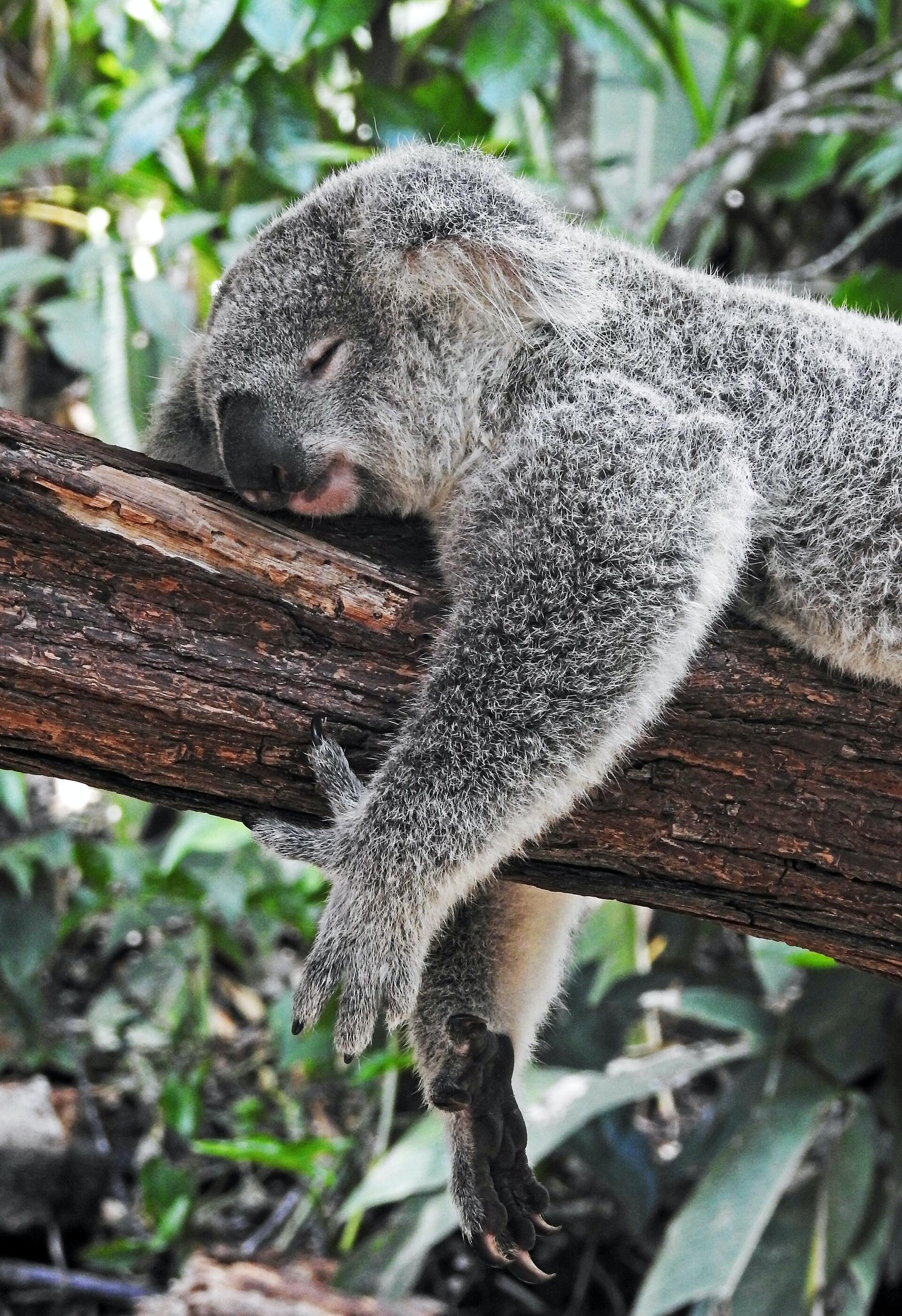 Schlafender Koala auf einem Ast