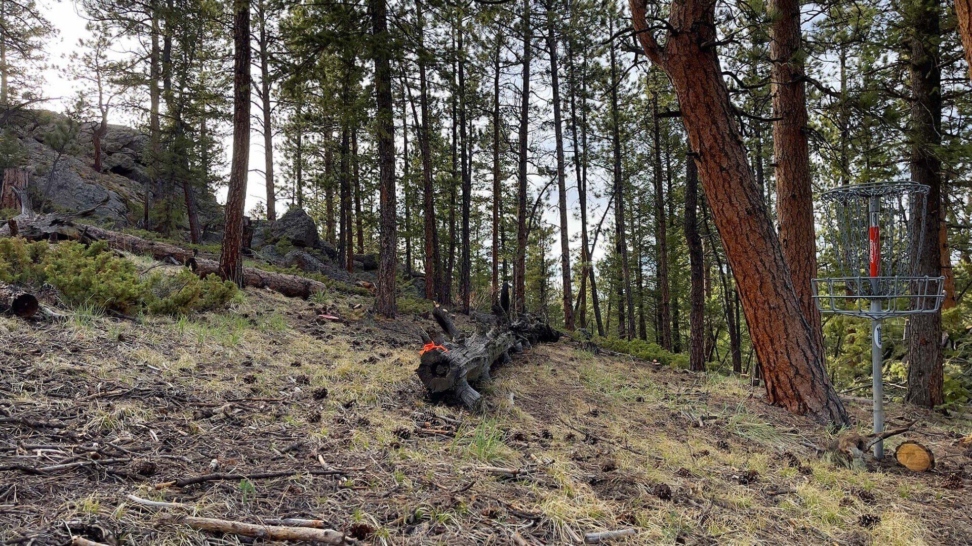 New disc golf hole 11 basket at Sundance Trail Guest Ranch May 2022 New disc golf hole 11 basket at Sundance Trail Guest Ranch May 2022