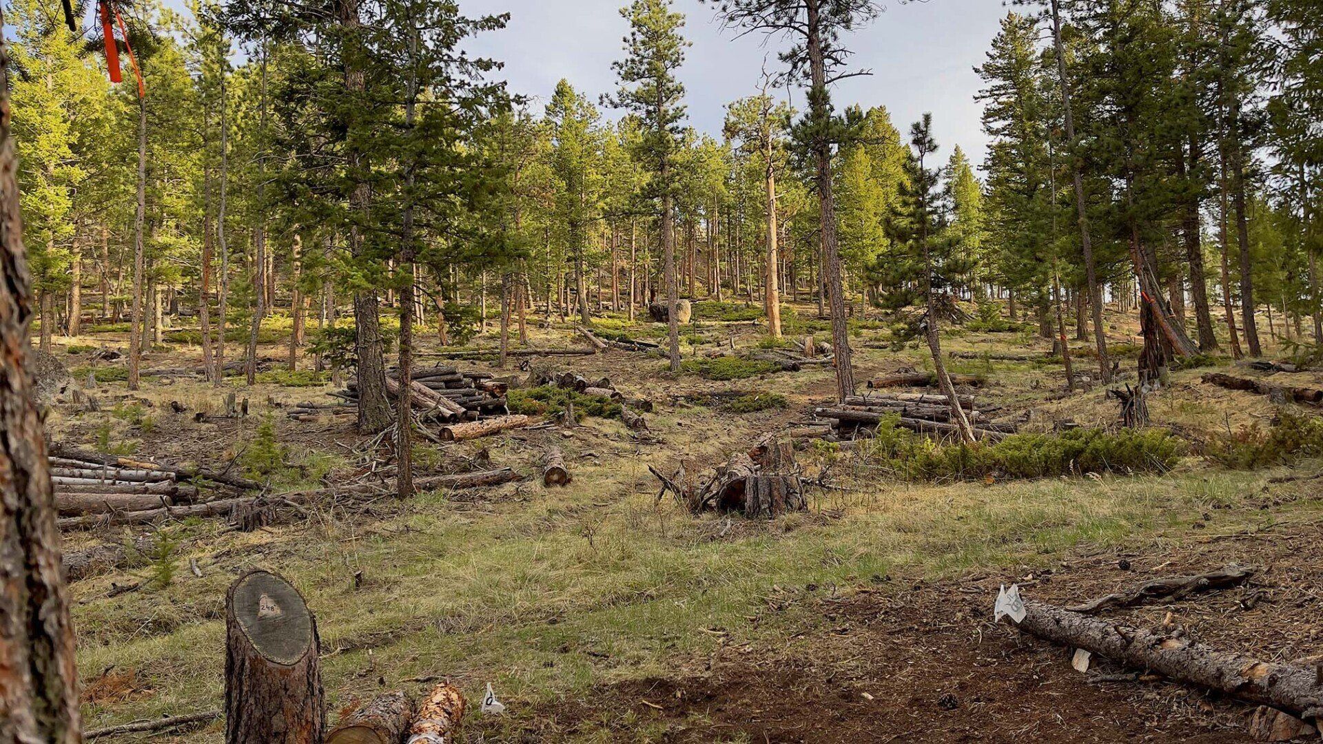 New disc golf hole 12 pro tee at Sundance Trail Guest Ranch May 2022 New disc golf hole 12 pro tee at Sundance Trail Guest Ranch May 2022