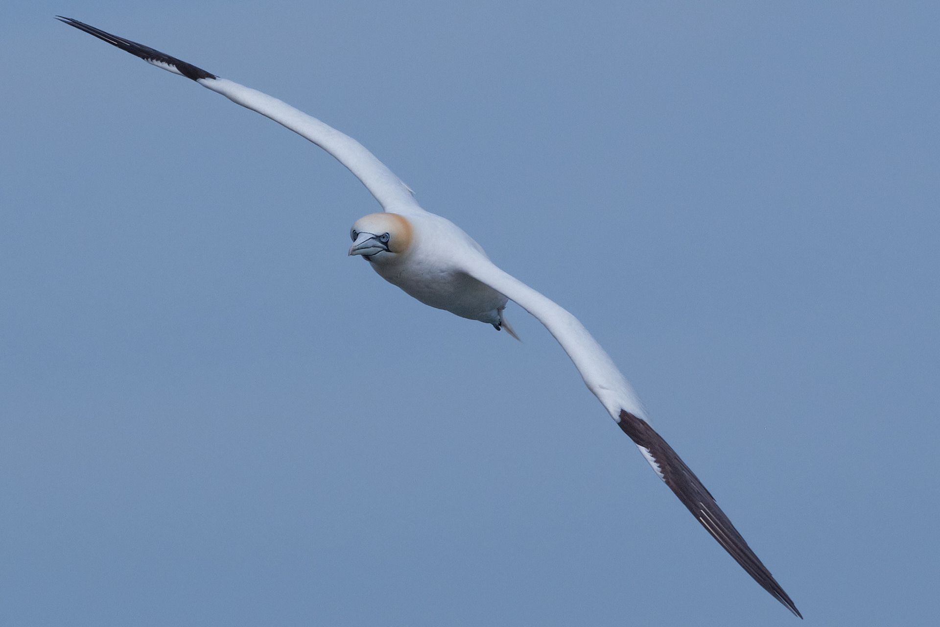 a Gannet pictured inflight