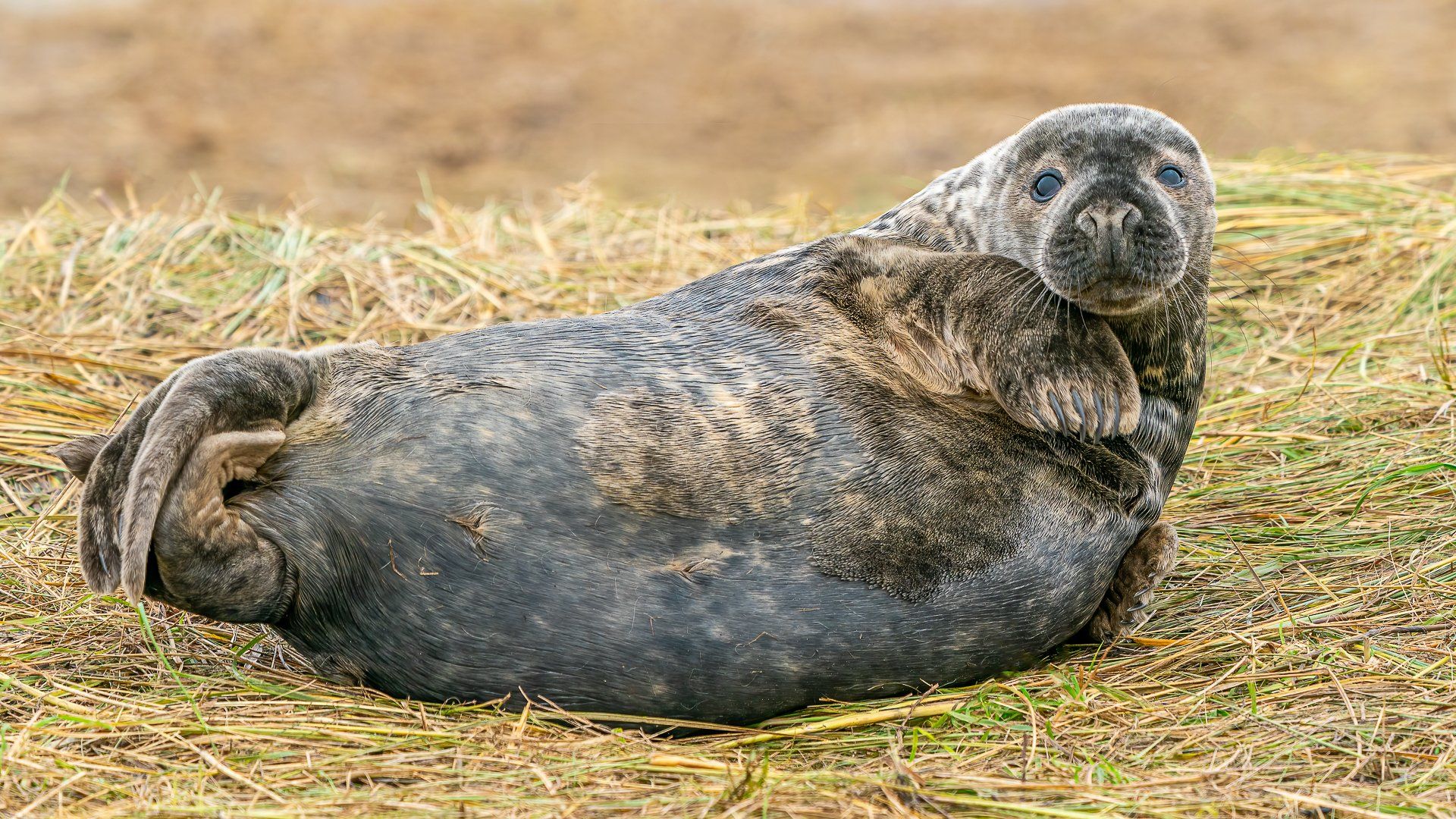 an atlantic grey seal weaned pup