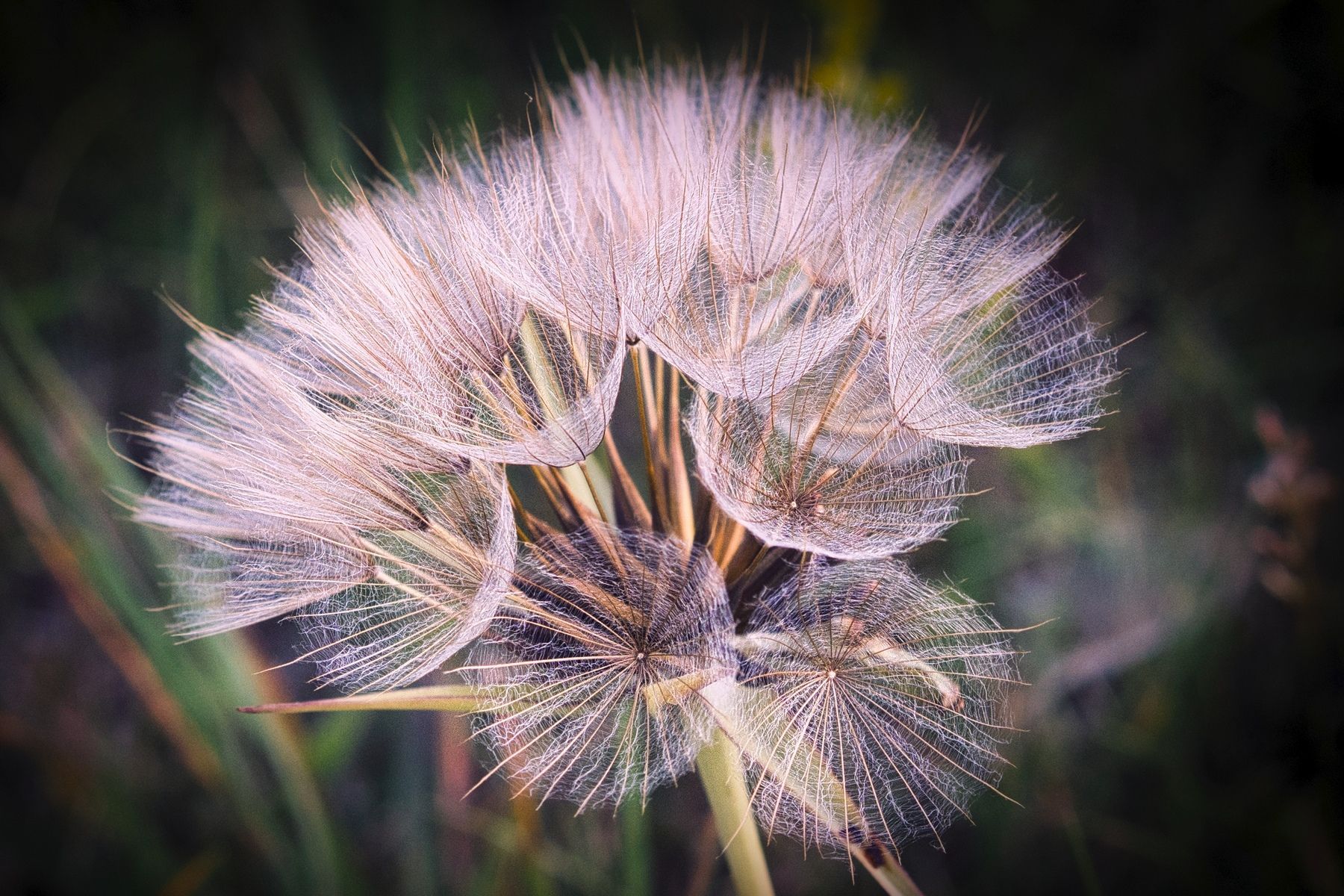 A view of a seed head